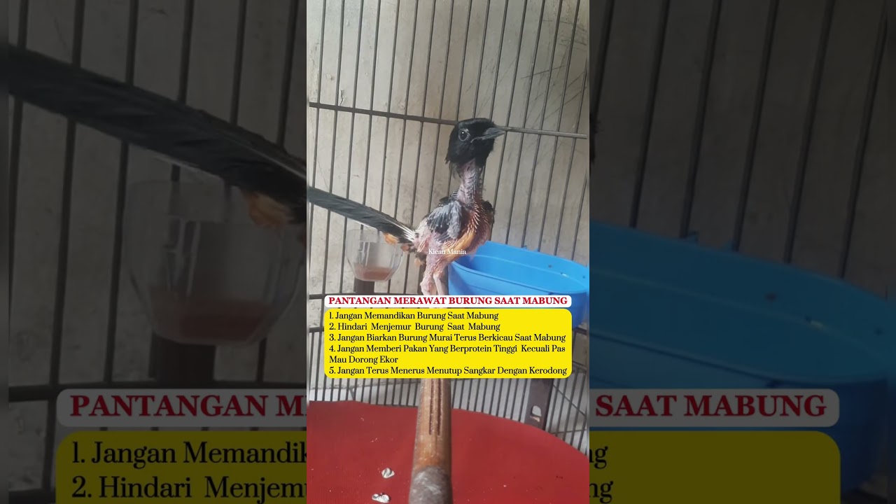 Murai Batu Singo Edan #burung #lovebirdkicau #kicaumania #lovebirdkicaumania #muraibatu #birds