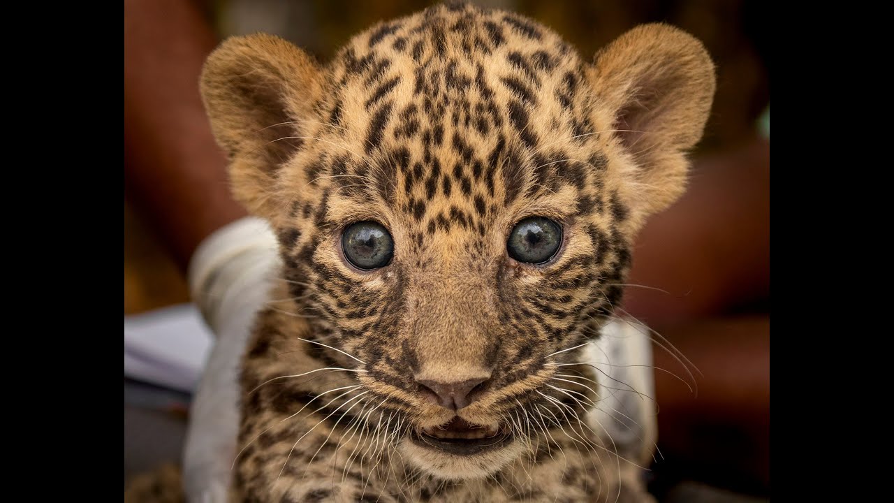 A Heartfelt Reunion Of A Lost Leopard Cub & Its Mother
