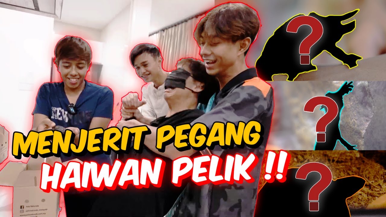 RAHIM , AMIR & AIEMAN MENJERIT PEGANG HAIWAN PELIK !! - SPECIES JARANG NAMPAK !?