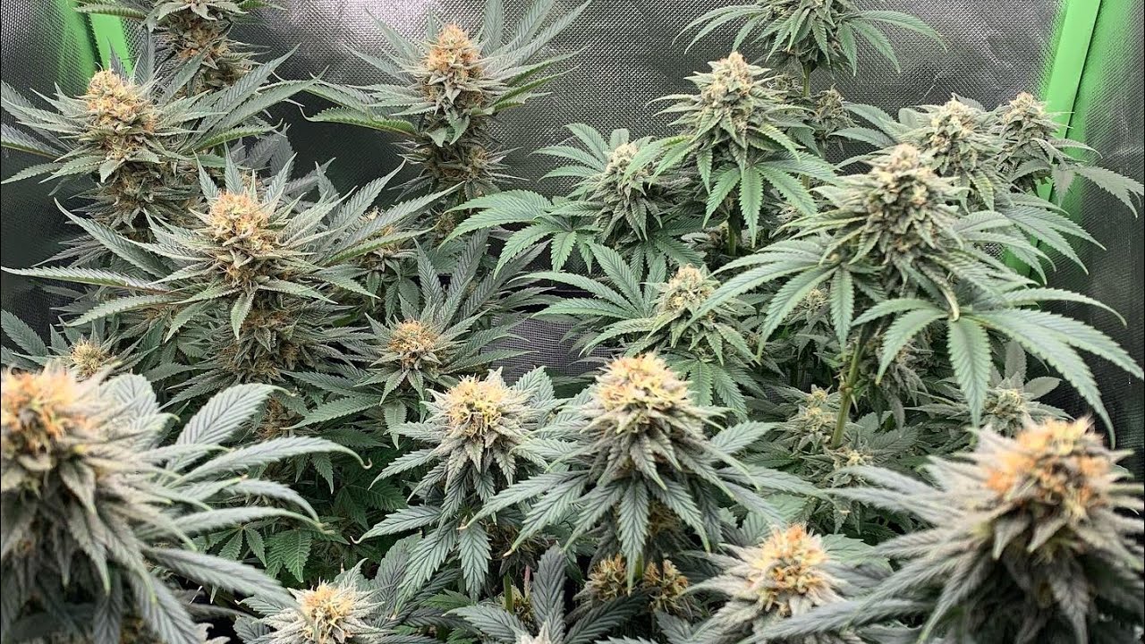 Complete seed to harvest grow ( ganzer grow dokumentiert)
