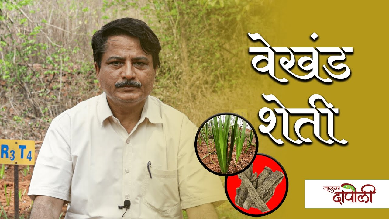 Vekhand Medicinal Plant | औषधी वनस्पती वेखंड | Kokan Krushi Vidyapith | Taluka Dapoli