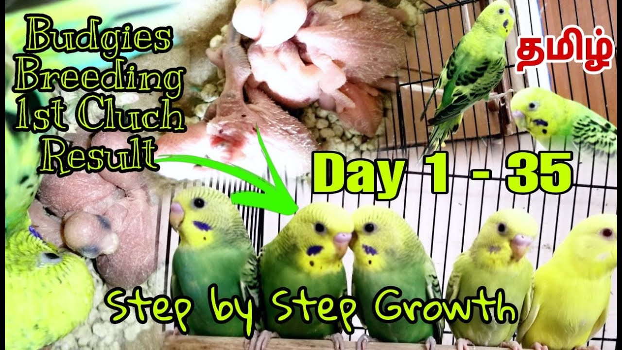 Budgie Breeding 1st Clutch Result | Day 1-35 | Step-by-Step Growth & Breeding result for Beginner's