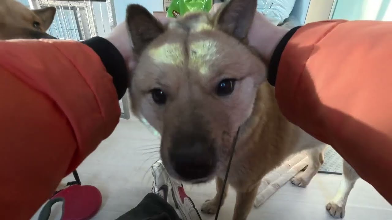 마당개 여우의 새끼강아지 두마리 근황이에요