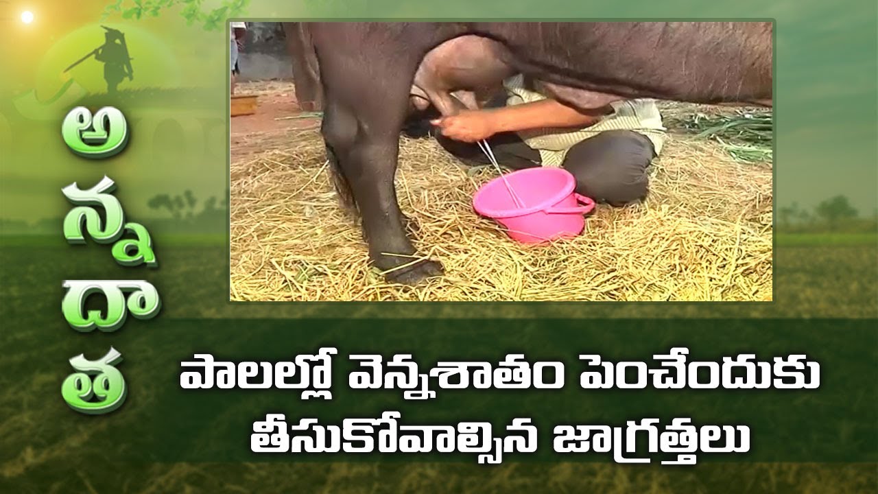 How To Increase Fat Percent In Milk