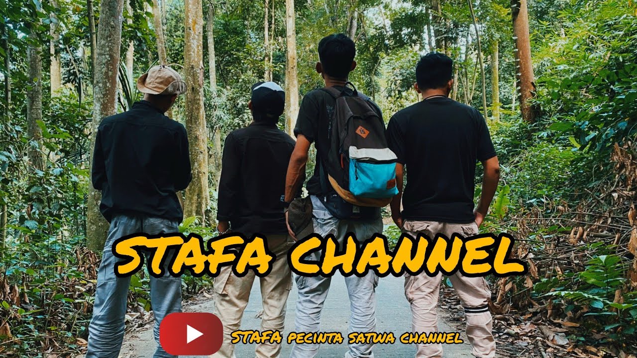 cara merawat kucing hutan yang lumpuh kena penyakit serebral hypolasia,