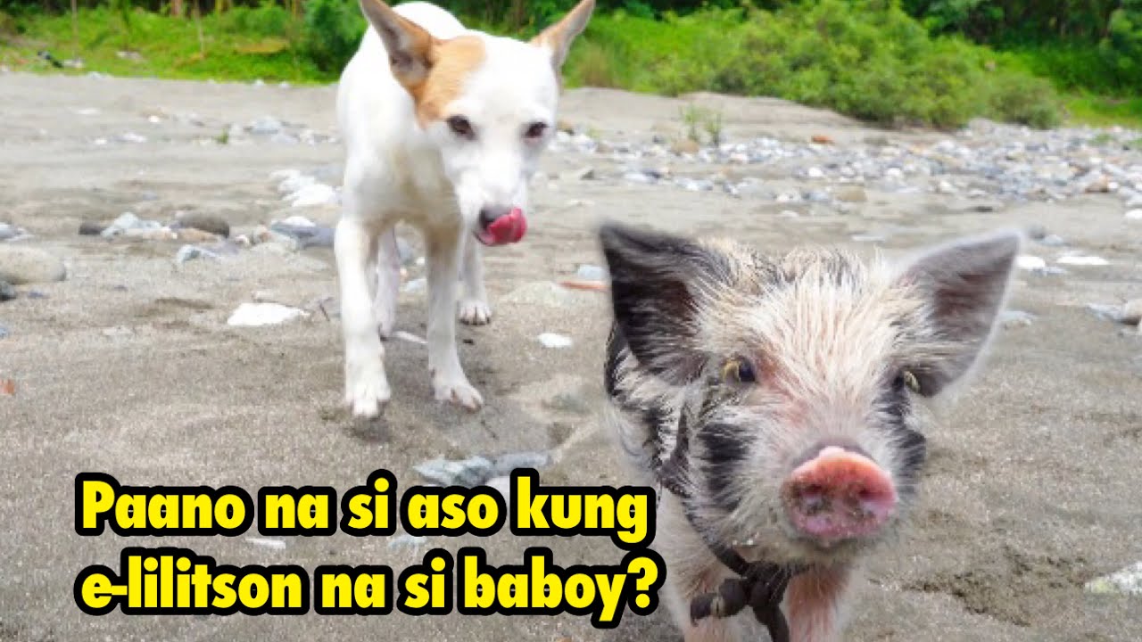 The pig 🐖 and  🐕 dog!
