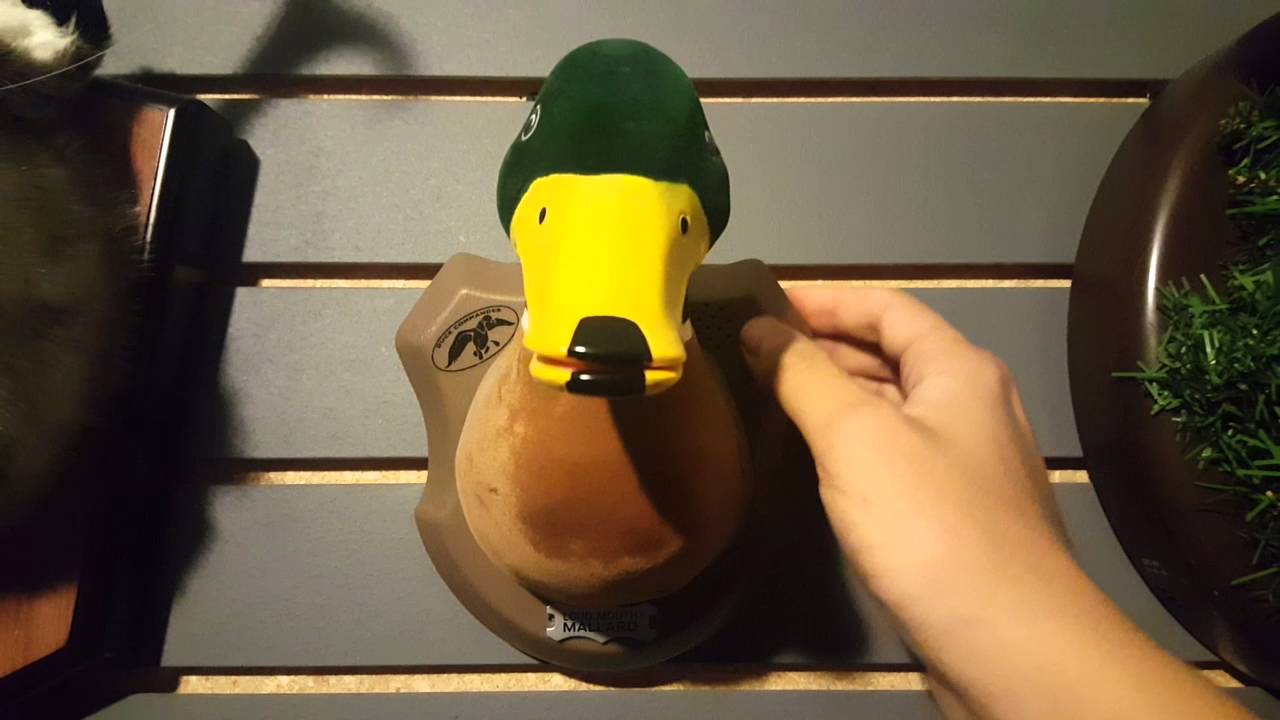 Duck commander loud mouth Mallard
