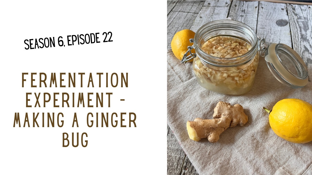 S6 E22 Fermentation Experiment - Making a Ginger Bug #podcast #fermenteddrinks #recipe