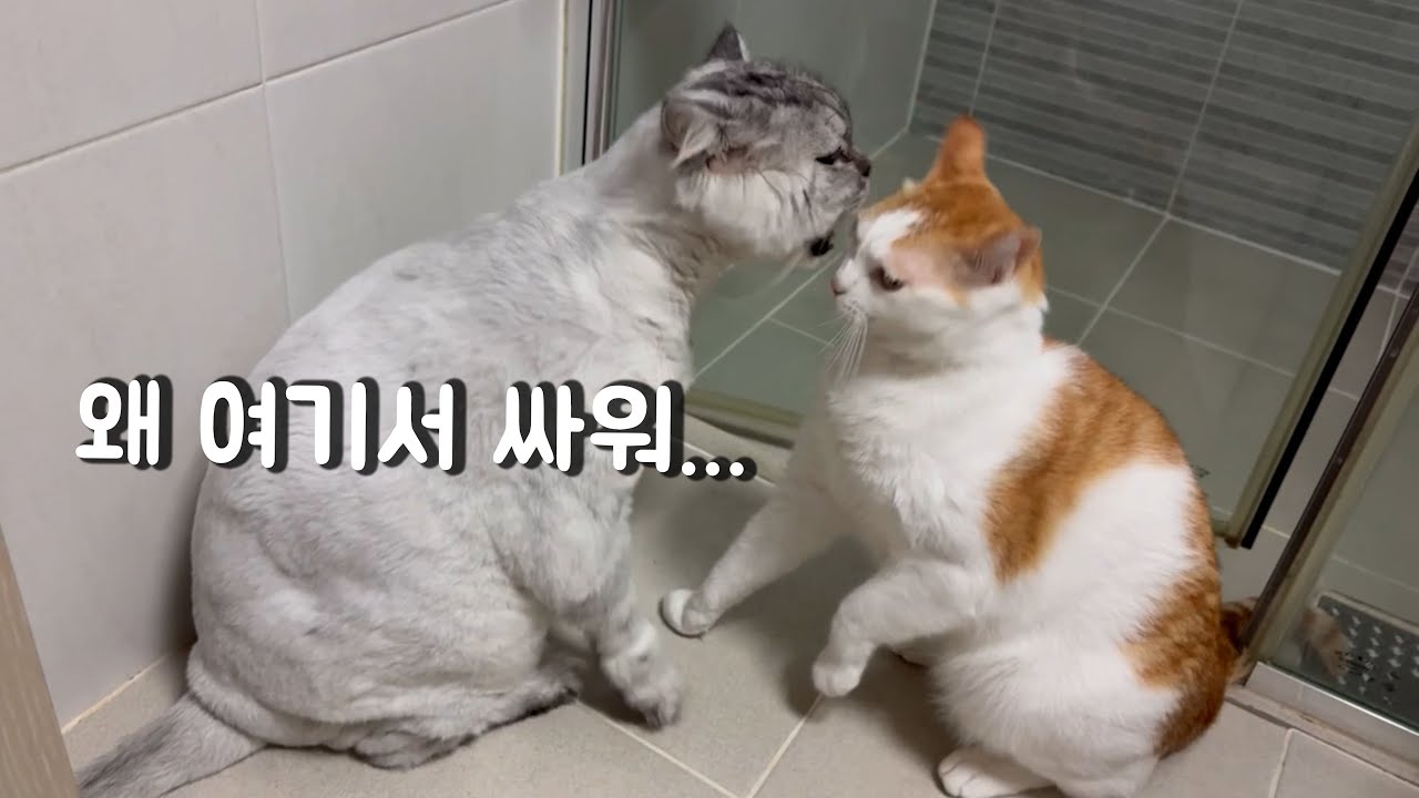 얘네 왜 이럴까요 고양이 브이로그