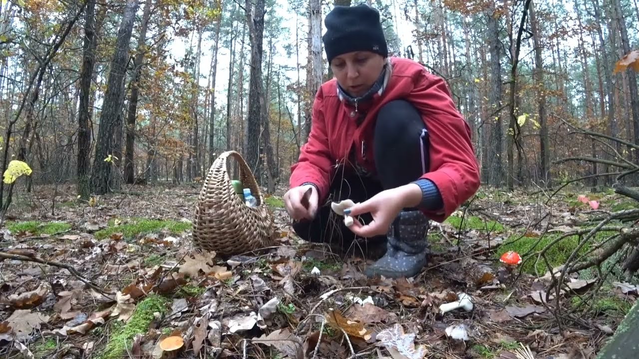 How to find mushrooms in the forest in autumn?