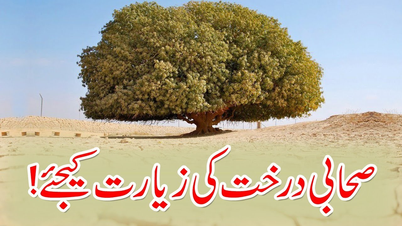 Visit Sahabi Tree In Jordan | Javed Chaudhry | SX1O