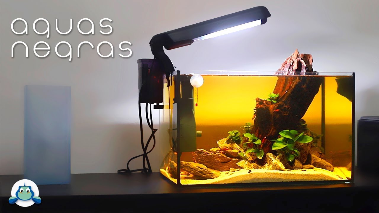 TANINOS en el ACUARIO