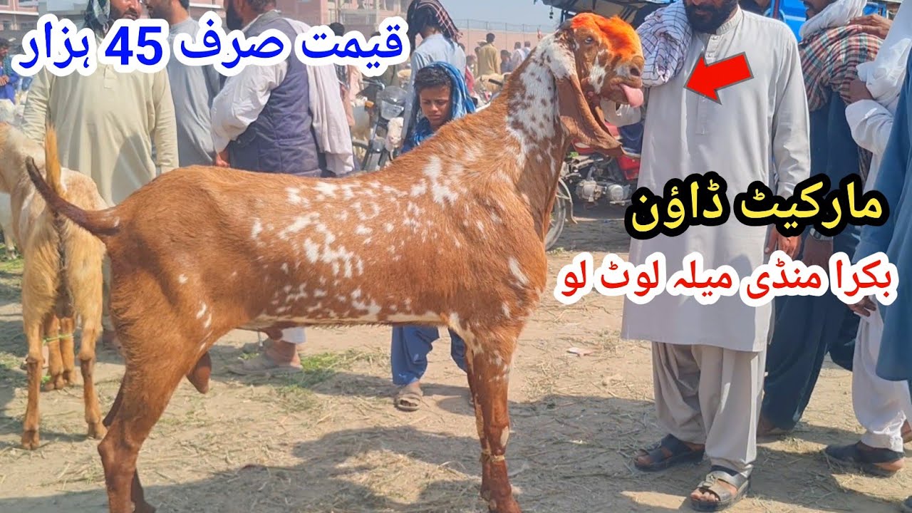 11 March 2026علی گوٹ فارم بکرا منڈی ڈیرہ غازی خان مارکیٹ ڈاؤن قیمہ صرف 45 ہزار میلہ لوٹ لو 