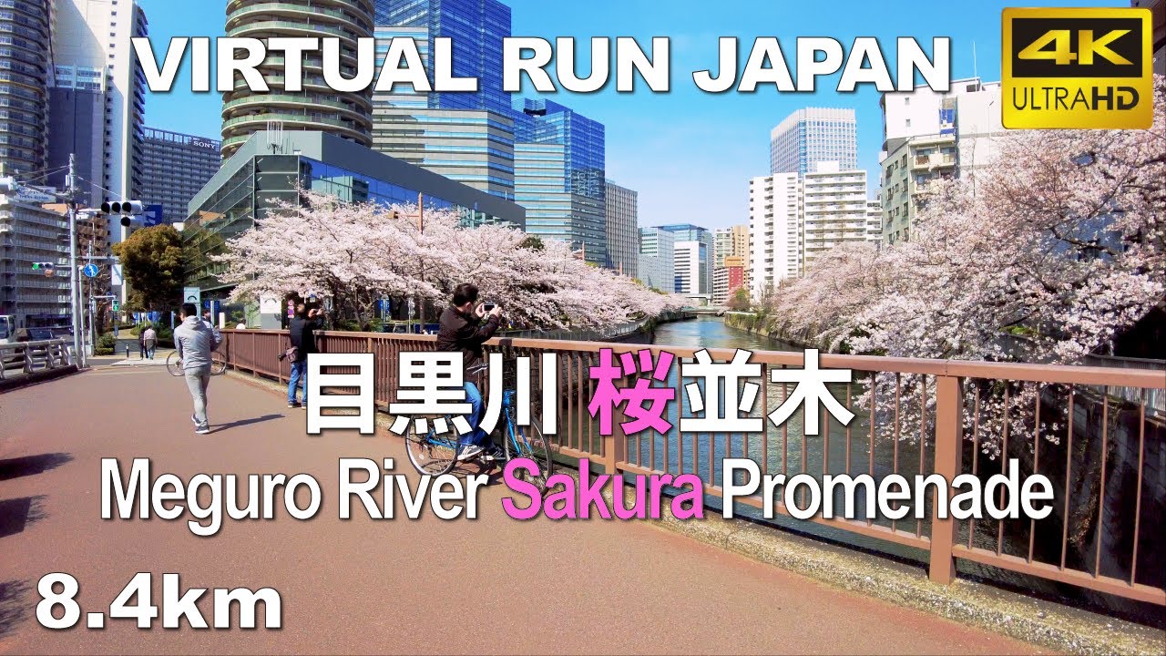 Virtual Run Tokyo | 目黒川 桜並木 Meguro River Cherry Blossoms Promenade, Japan 8.4km 【バーチャルラン treadmill 】