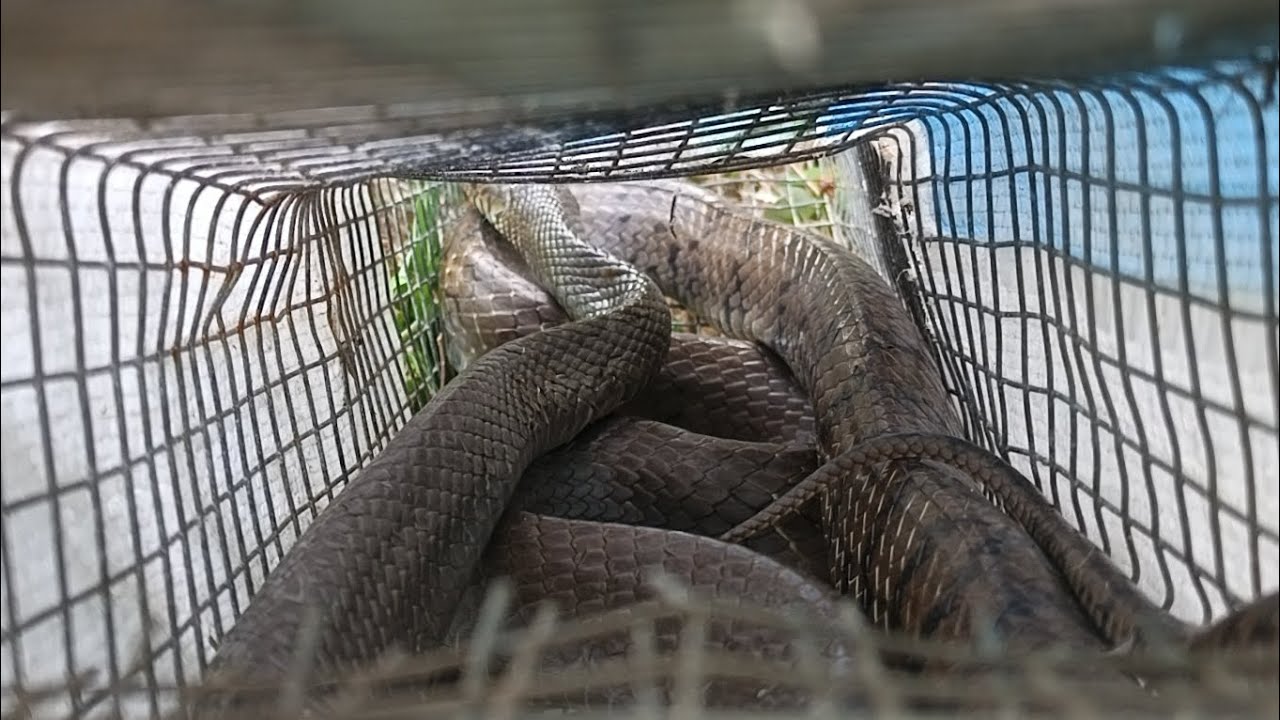 Thăm bẫy rắn trúng mánh 3 con chồn và gần 10kg rắn/Snake trap with weasels and giant snakes