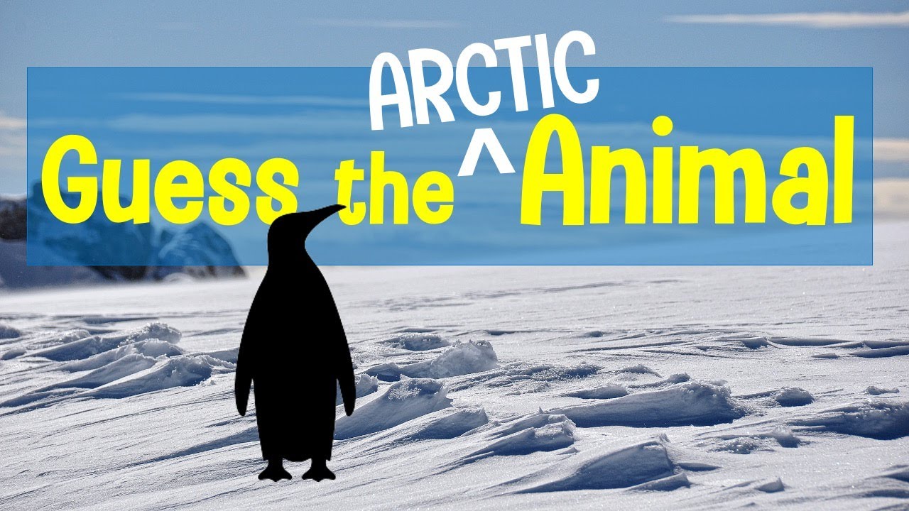 Guess the Animal Sound Game | 12 Arctic Animal Sounds Quiz