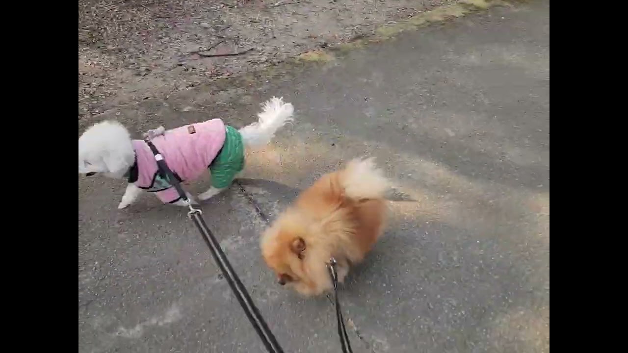 원이 사랑 깜돌