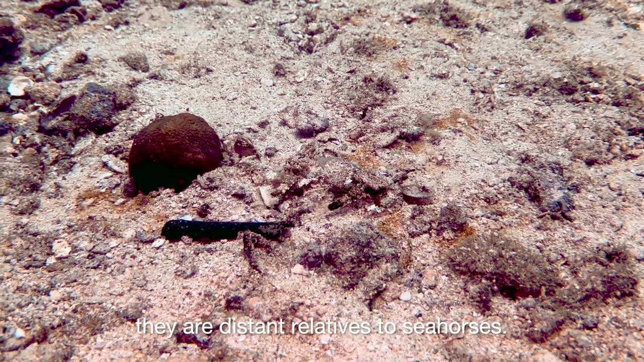 Seamoths in Koh Bida Nok