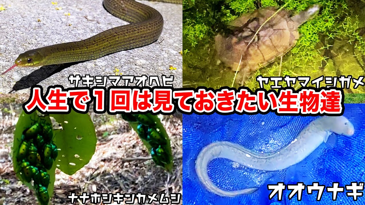 【生物ハンターカメラ②】生物採集のプロが撮影したヤエヤマイシガメやサキシマアオヘビを紹介