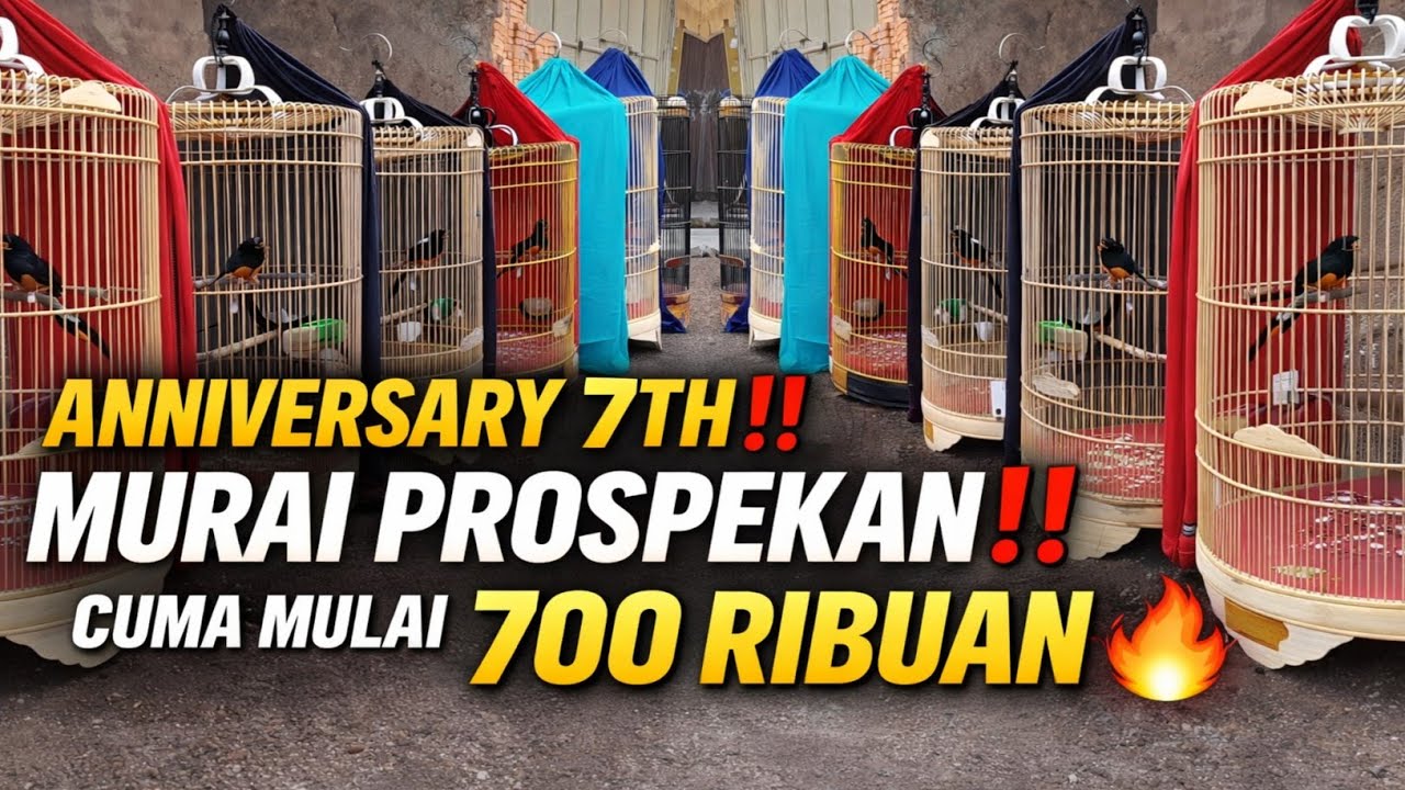 GILA-GILAAN‼️ ANNIVERSARY 7TH MURAI BATU PROSPEK LOMBA ‼️ HARGA MULAI 700RB-AN 😱