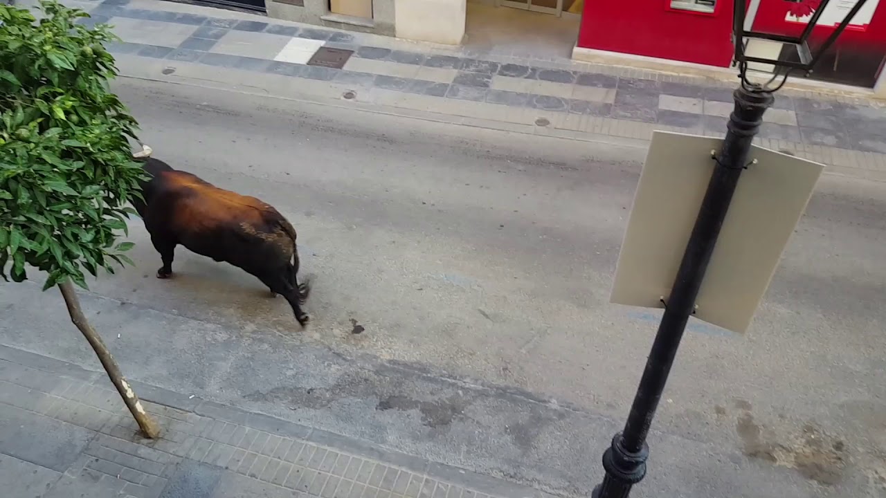 Cuarto encierro de las Fiestas Patronales 2019 (12-9-19)