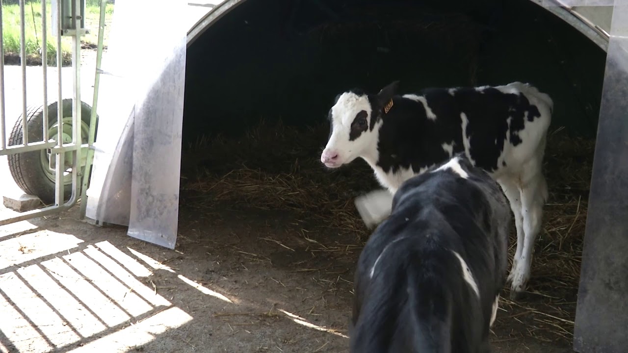 Témoignage Client (Jean Califice) Niche Igloo (16places)🐮| BEISER ENVIRONNEMENT
