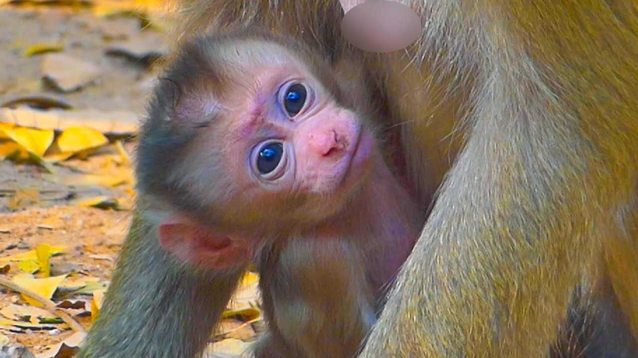 Tiny newborn baby Lilo looks handsome & his mama monkey Lila look after him so well