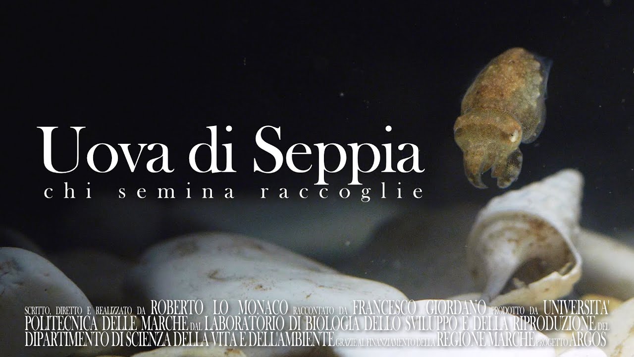 UOVA DI SEPPIA chi semina raccoglie - DOCUMENTARIO