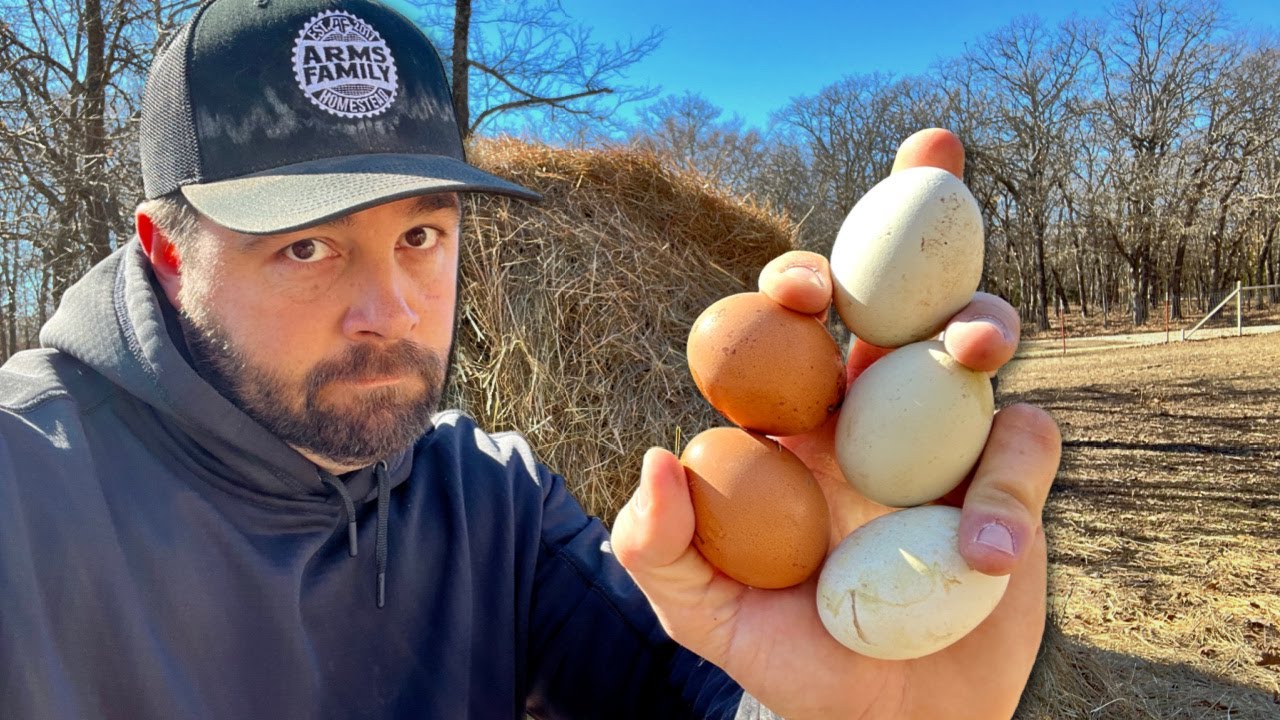 The Truth About Your Eggs! Is It a Conspiracy?