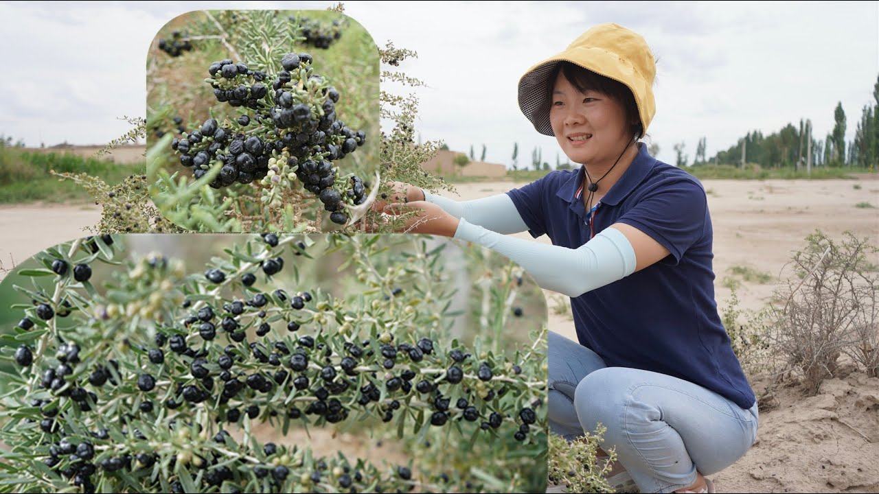 几百一斤的黑枸杞，农村路边到处都是没人摘，莹莹直呼发财了