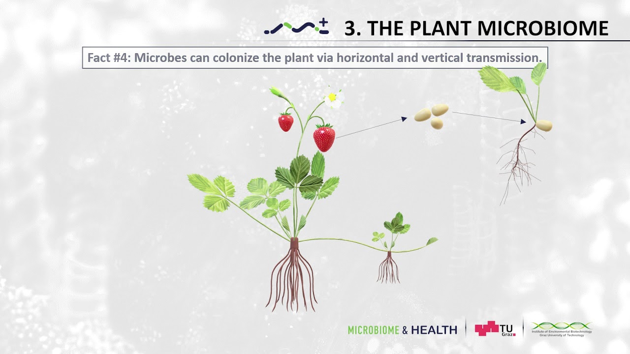 [microbiome] The Plant Microbiome: The plant microbiome in facts (3.1)