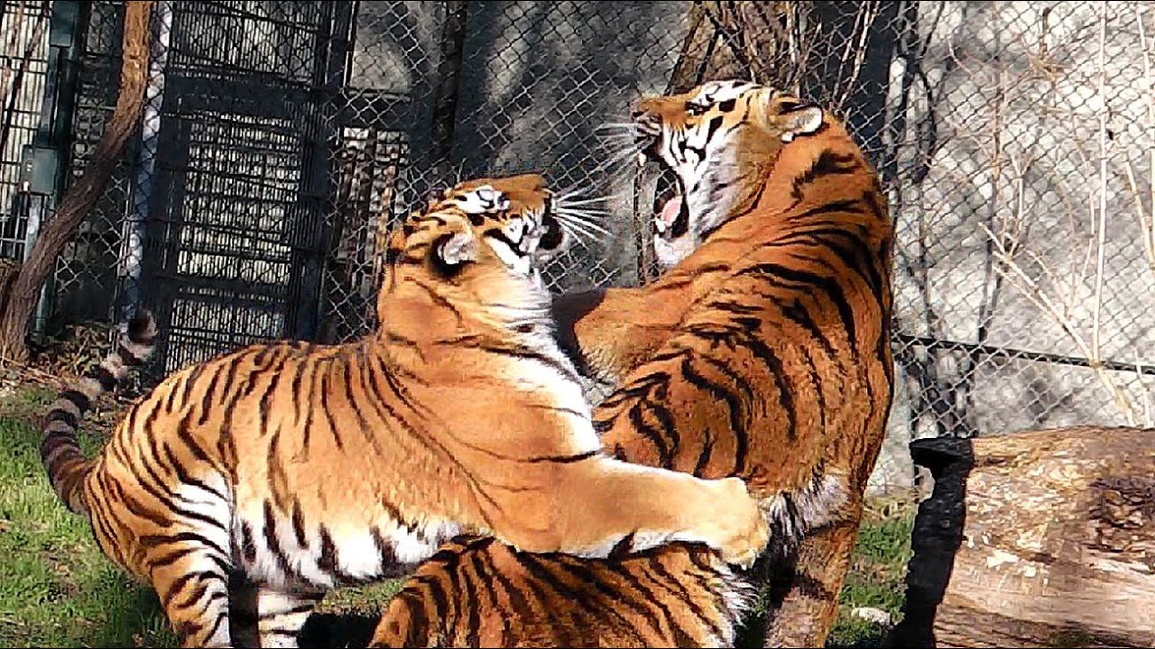 Sibirische Tiger Ahimsa und Jegor - Tierpark Hellabrunn