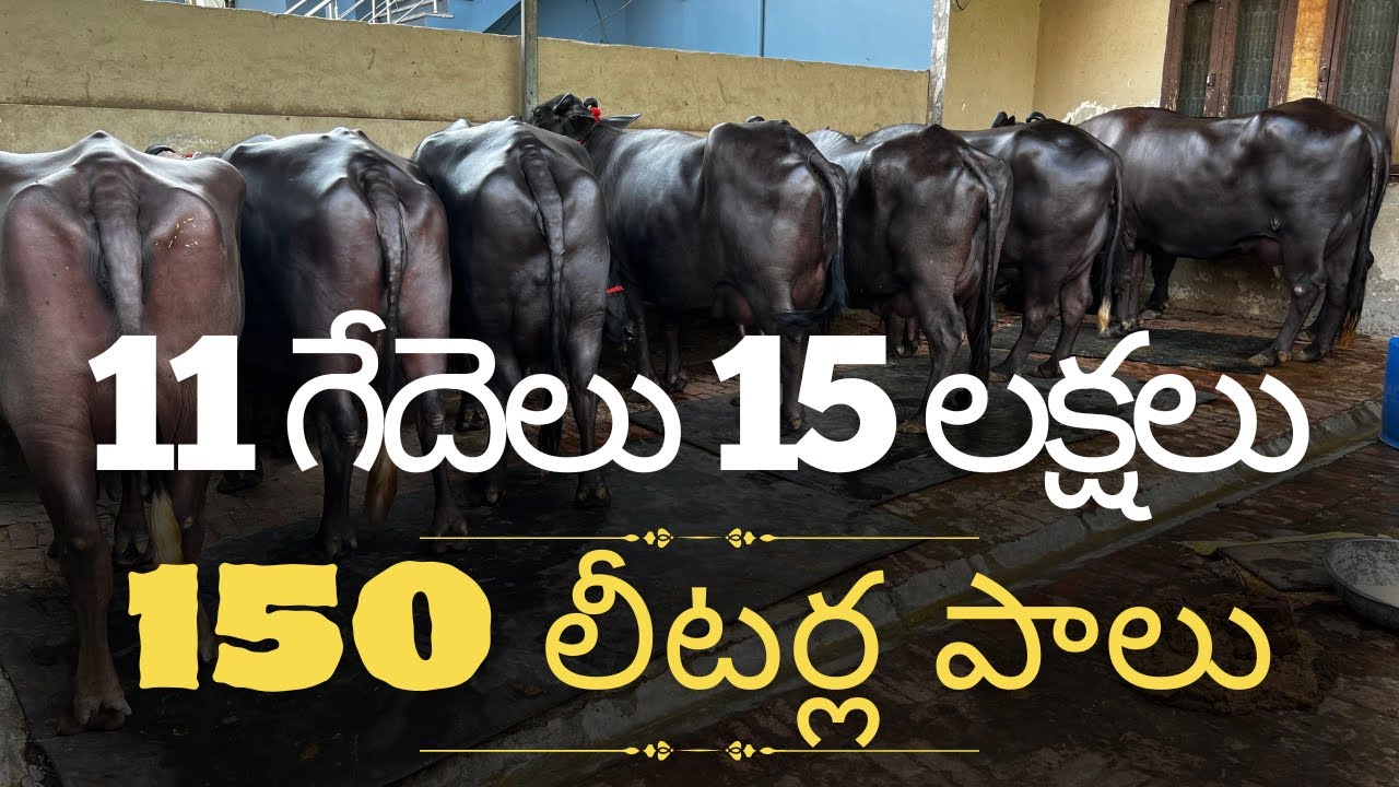 హర్యానాలో తగ్గుతున్న గేదెల రేట్లు || హర్యానా లో ఆంధ్ర రైతు కొన్న గేదలు వాటి ధరలు#i3media#8688123262