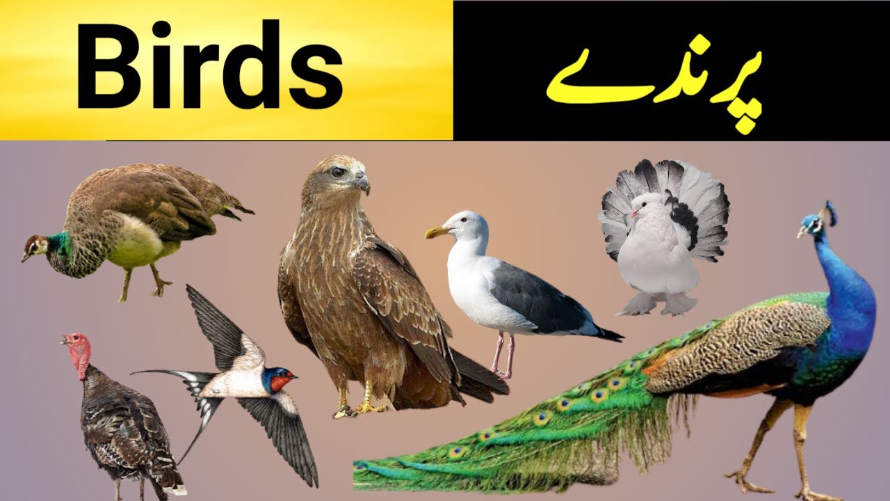 Brids | English to urdu | Vocabulary | Birds names with pictures