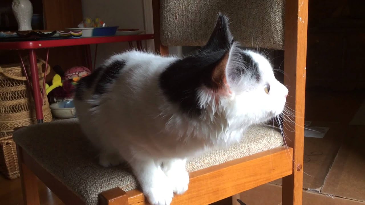 Cat chatters while looking at birds
