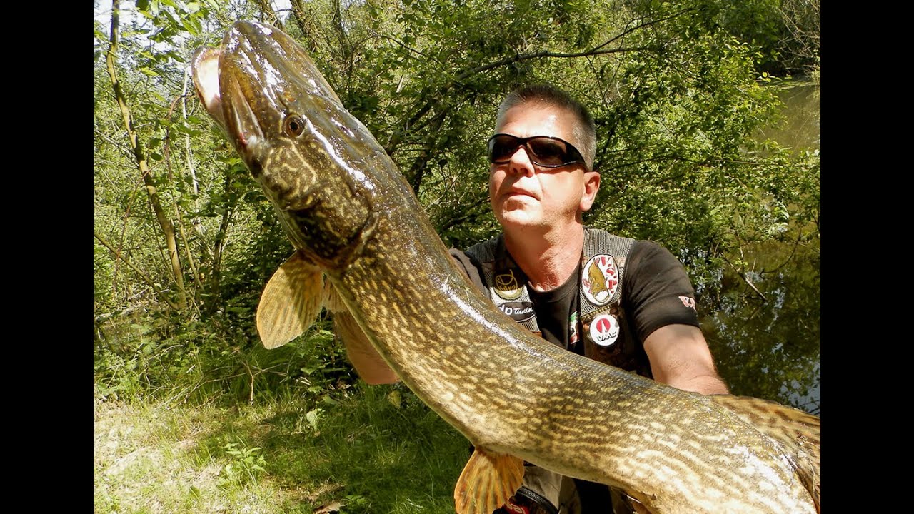 Štuka spinnerbaitma - ŠTUČJE NEMANI IZ CRNAJE, 96 cm i 107 cm, TRAILER / VSP Igor Pavičić