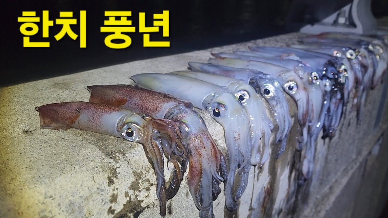 #제주바다 #제주낚시 #동부두 #한치 몰빵데이