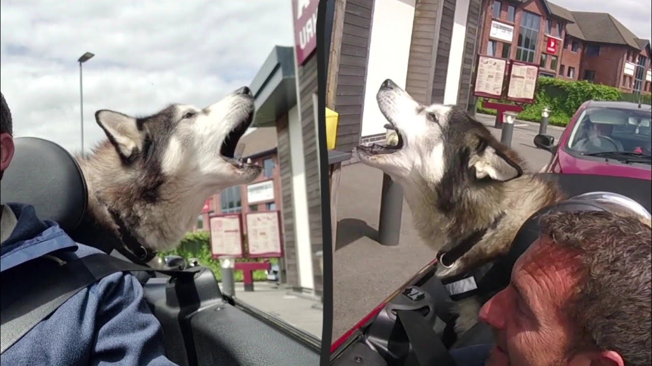Husky Yells at Staff to Win A Puppachino!