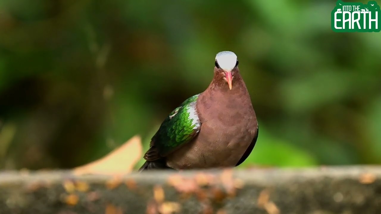 Asian Emerald Dove &ndash; A Calm Encounter with Tamil Nadu&rsquo;s State Bird