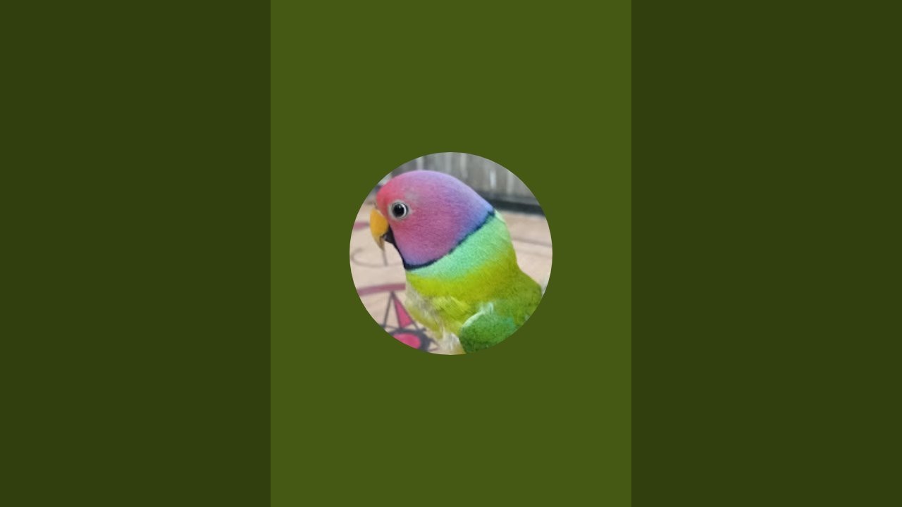 Rainbow Mithuda is live!