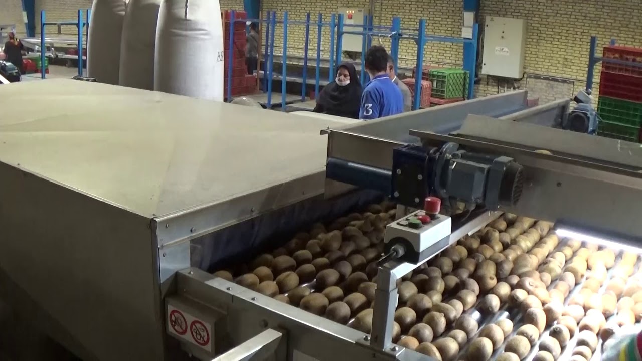Kiwi Grading Line - Central Discharge