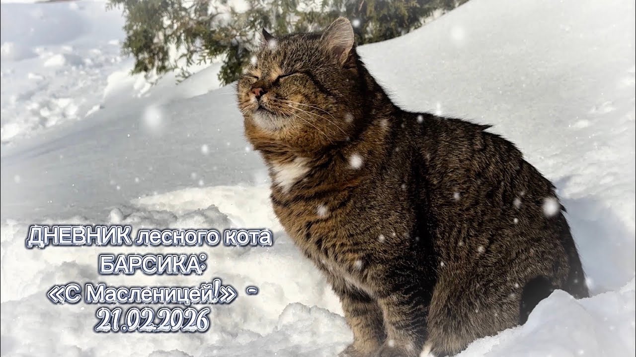 ДНЕВНИК лесного кота Барсика: «С Масленицей!» - 21.02.2026