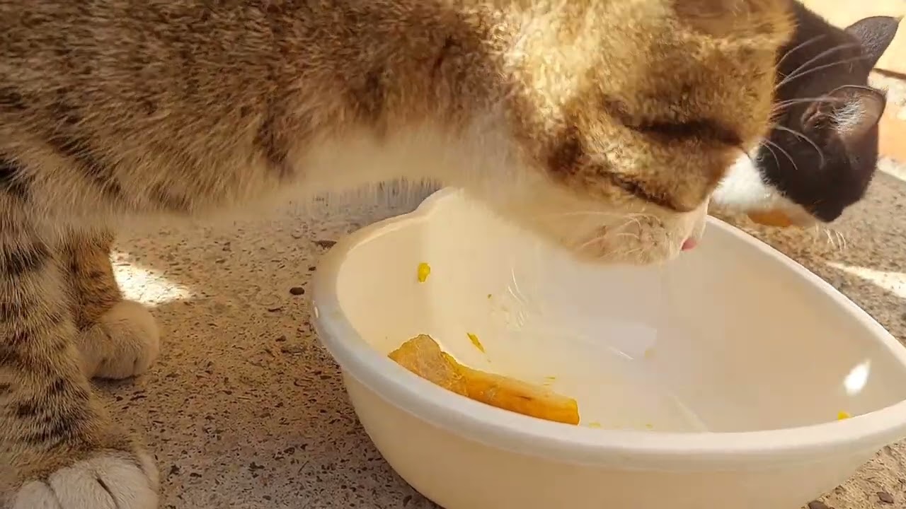cat eating food meat fish😺🐠#cat#asmr#fish#food
