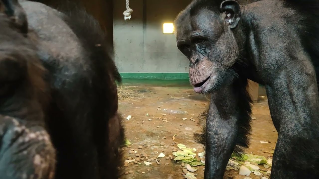 シンバを倒したピースケのシンバル（The Pihske cymbal that defeated Simba）　旭山動物園　チンパンジー　202209