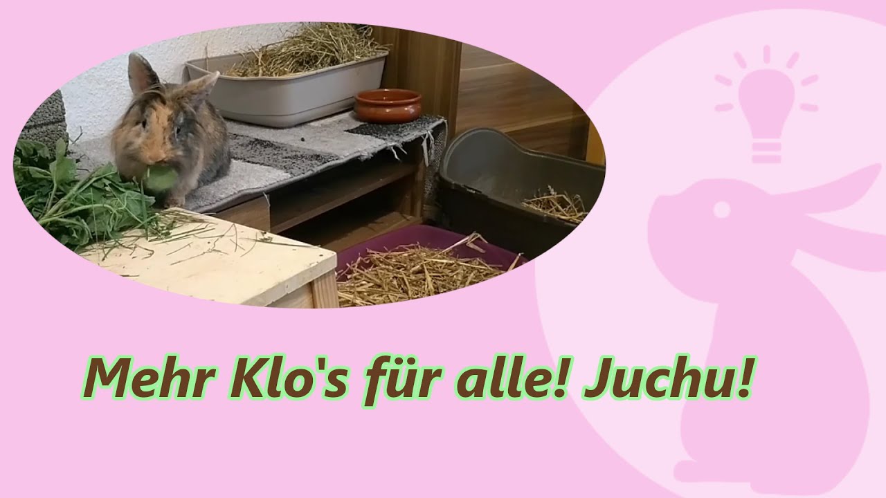 Kaninchen VLOG6 - Neues vom Allspan Einstreu aus dem Louven Shop