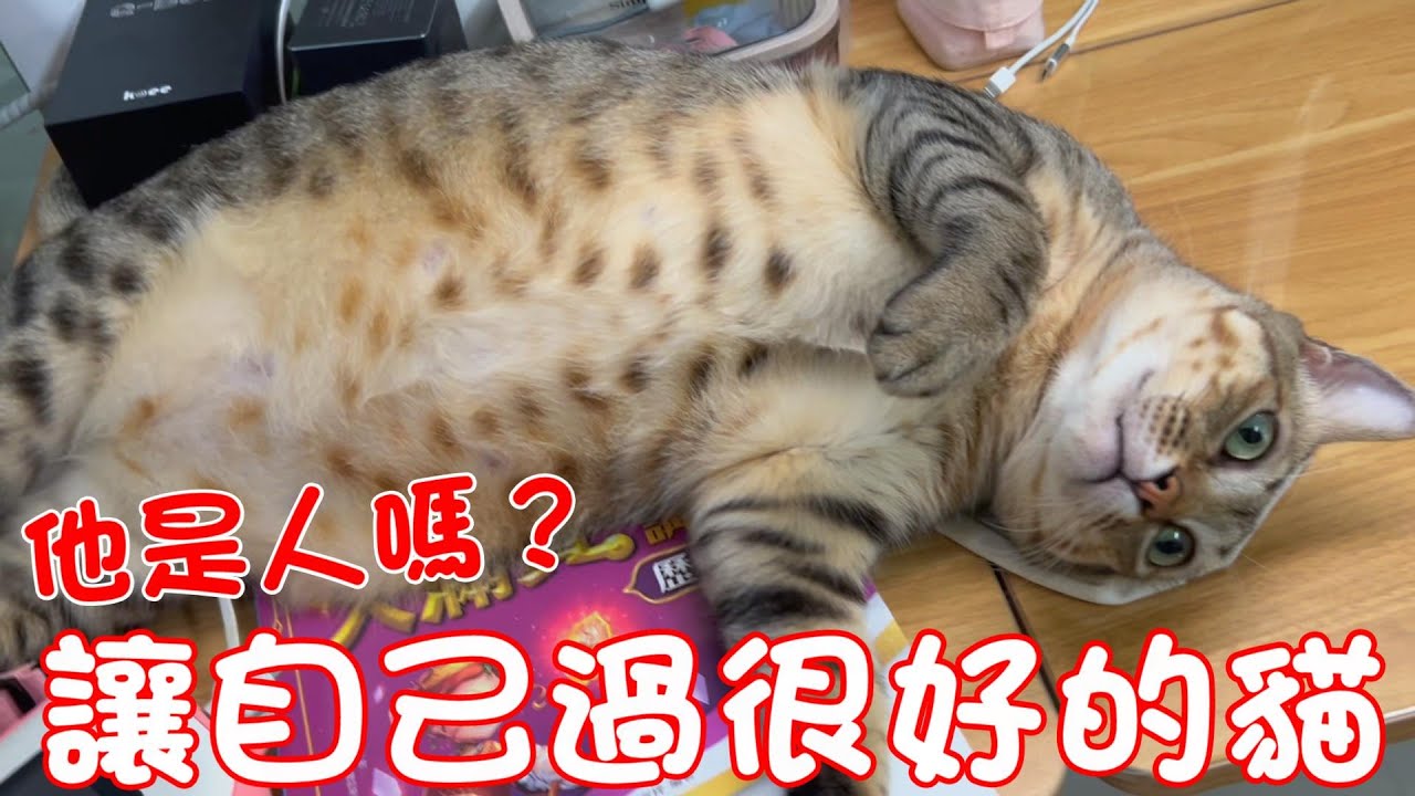 貓咪小短篇-他是人嗎？讓自己過得很好的貓