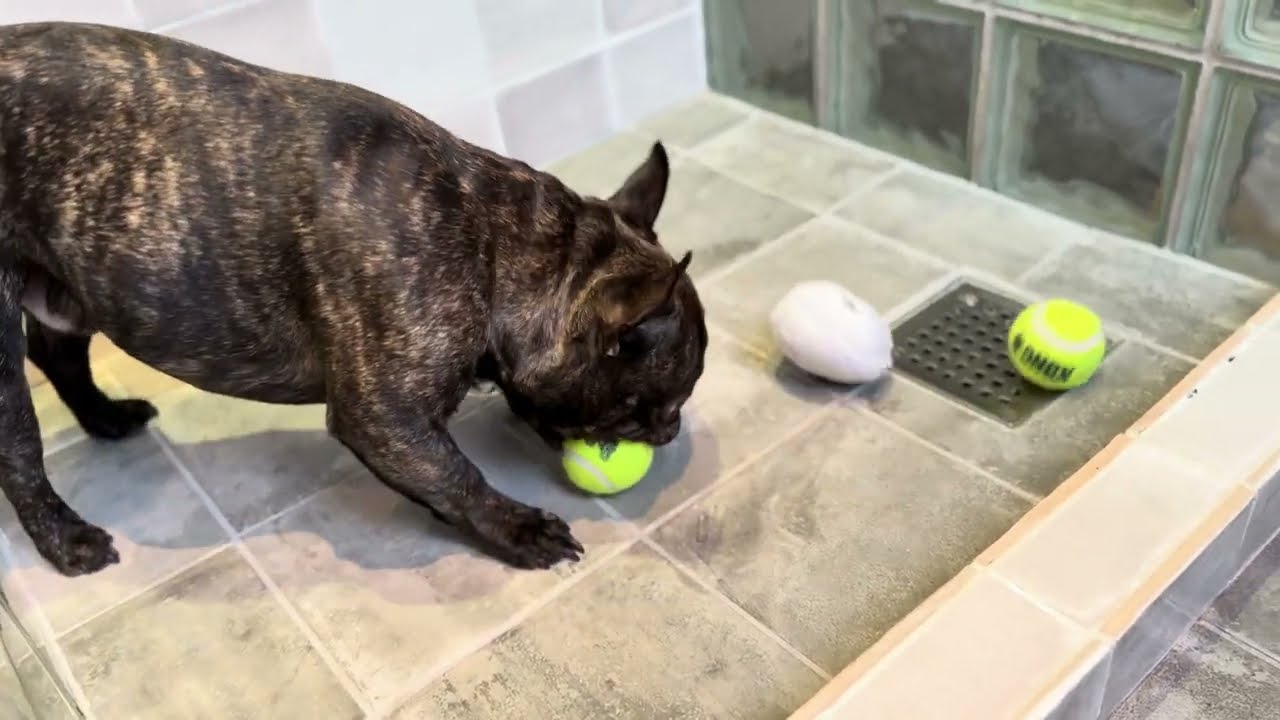 MOST SWEAT OR CUTE DOG❤️ #frenchbulldog 
