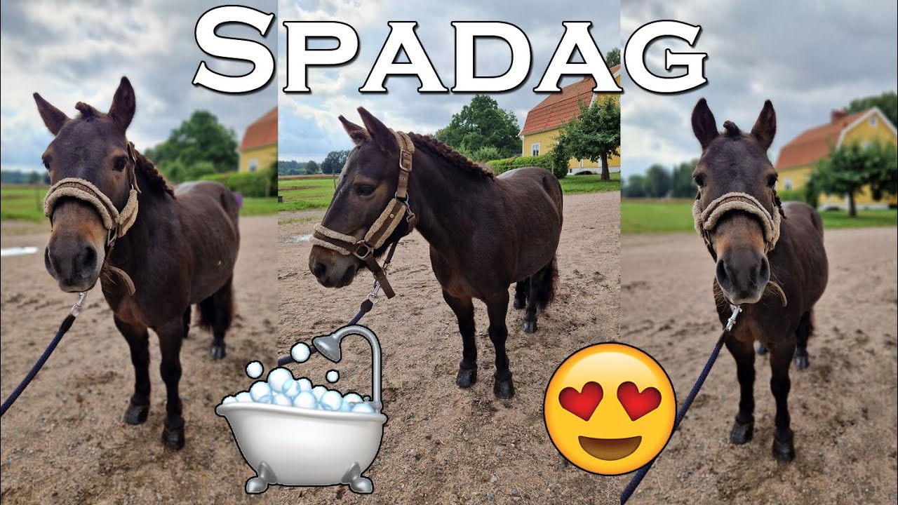 Spadag med shettisen Brunis - Stallvlogg