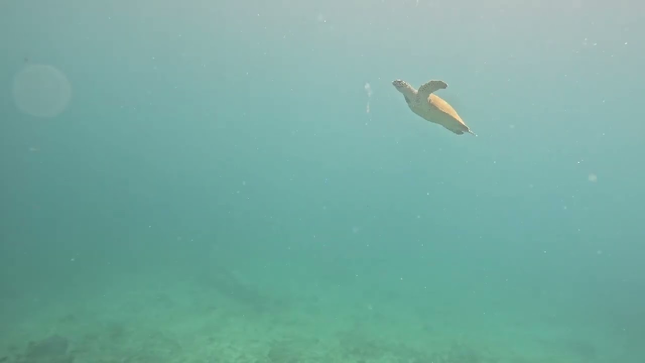 バリ島　バダンバイ コーラルコンナベンション Coral Convention dive site, Padang Bai, Bali