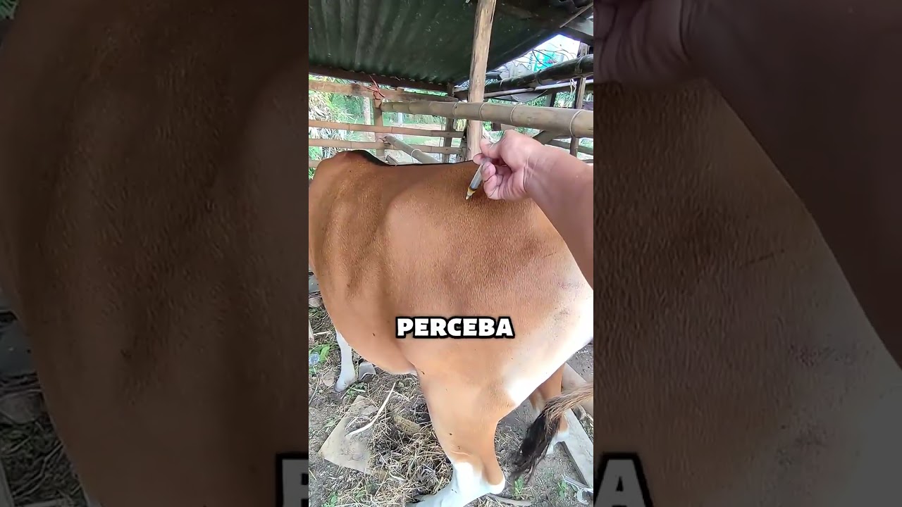 O TRUQUE GENIAL DOS VETERINÁRIOS PARA AS VACAS 
